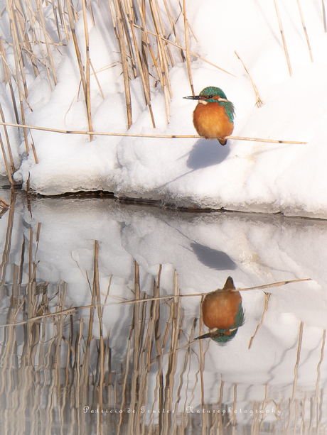 King fisher reflects