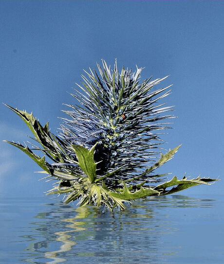 distel reflection