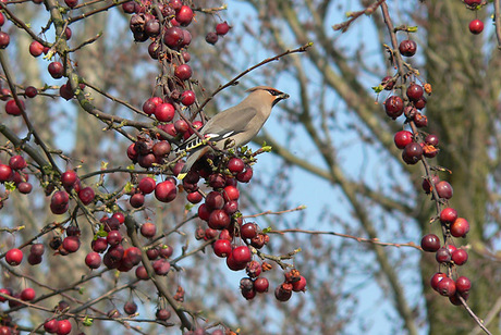 pestvogel