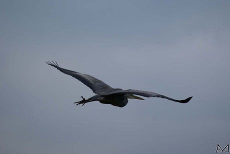 Reiger