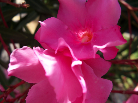 Roze bloemen in Italië