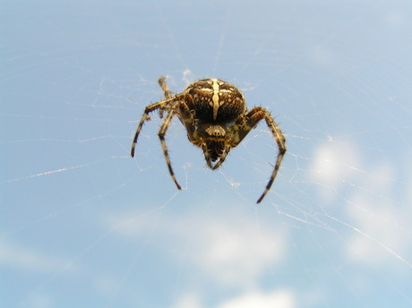 spider