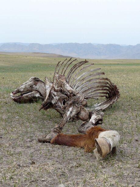 Karkas op de Mongoolse steppen