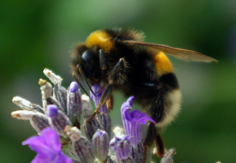 Bij op lavendel