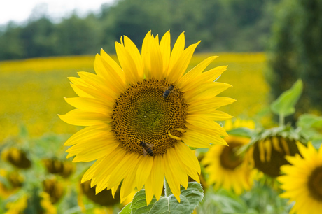 Zonnebloem