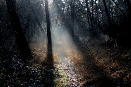 Tegenlicht bos bergen op zoom