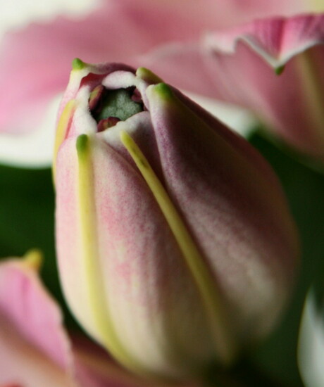 ontluikende lilium 1