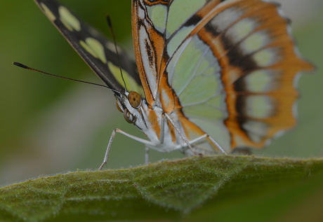 Siproeta Stelenes