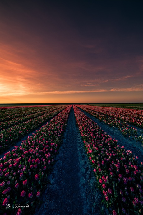 Zonsondergang boven de tulpen