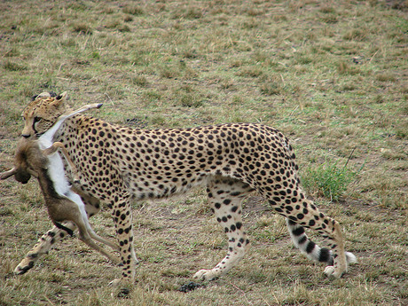 Kenia - Safari