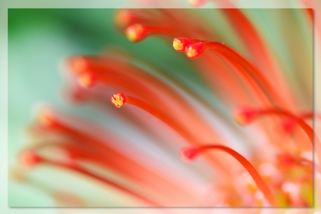 Rode Nutan bloem