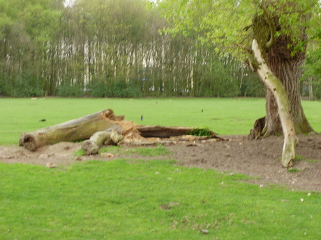 De Heinis, Mooi Natuurgebied in 's-Hertogenbosch