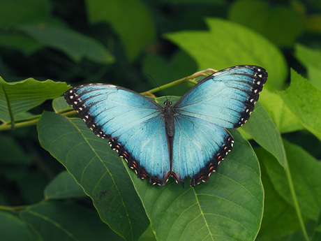 Morpho Peleides