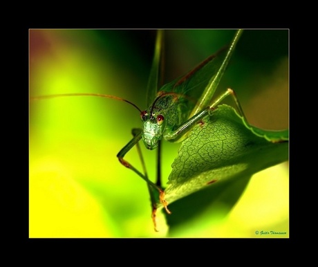 Groene sabelsprinkhaan