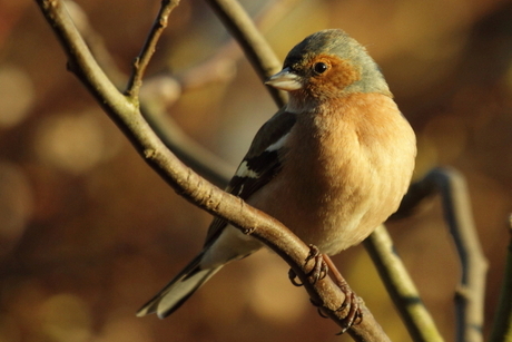 Vink - What a beauty
