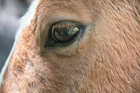 pony oog reflecteerd fotograaf