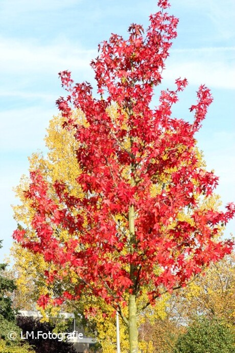 30-10-2015 Herfst kleuren.