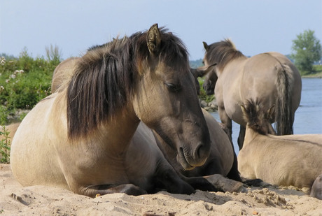 Zomer Koniks