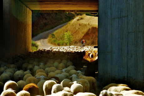 kudde schapen 2