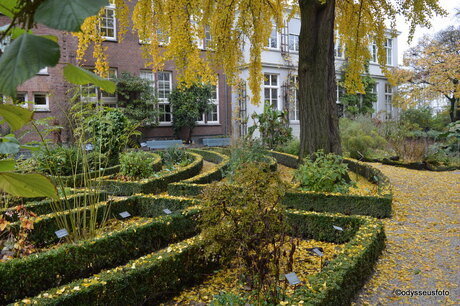 Herfstkleuren in de Hortus van Amsterdam
