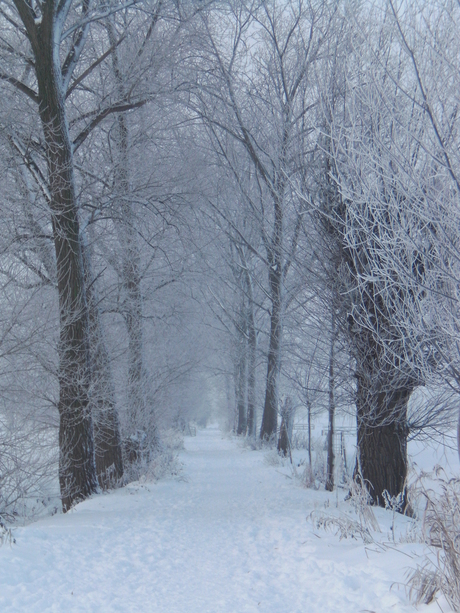 Winter landschap