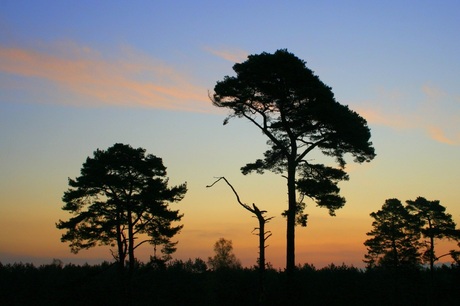 Veluwe