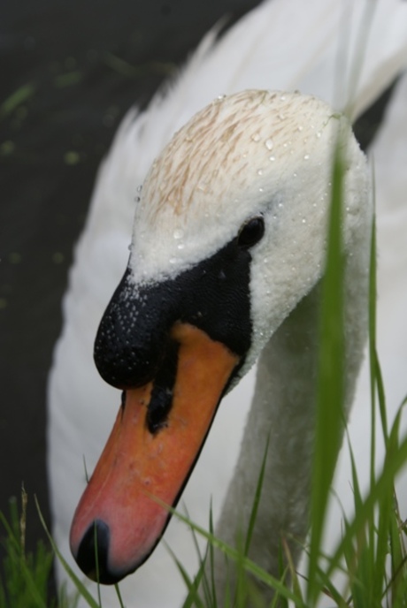 kop zwaan