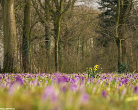 Narcis tussen de krokussen