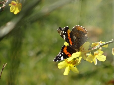 Al een vlinder? Nu echt Lente