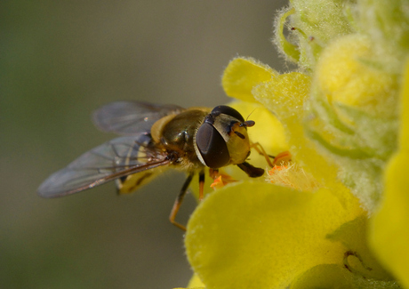 Bij en bloem