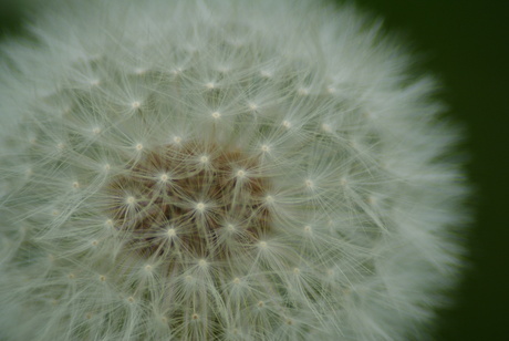 Paardenbloem