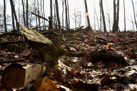 Boomstronk tussen bladeren