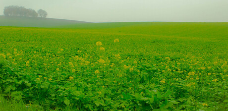 Landschap vol met herfstbloemetjes