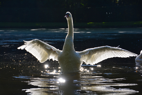 Zwaan met tegenlicht