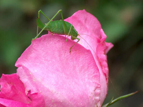 La vie en rose