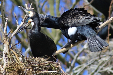 Aalsscholvers op het nest