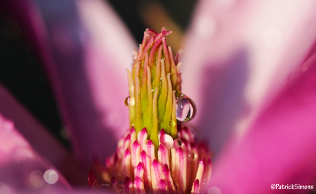 Hart van een Magnolia