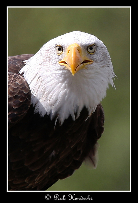 Bald Eagle - Portret