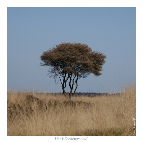 Het Wierdense veld