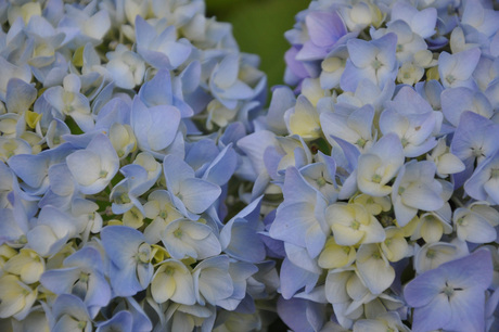 Hortensia