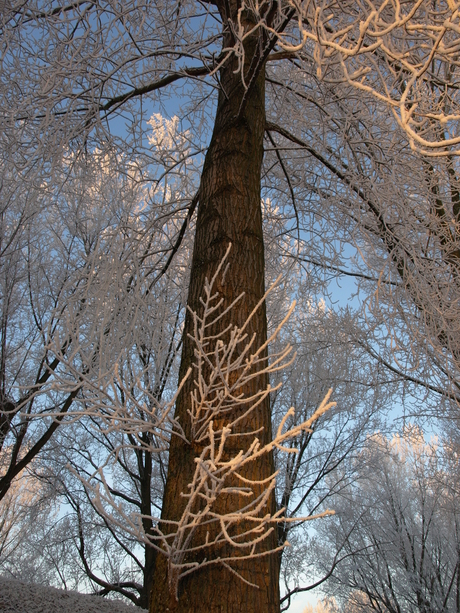 Winterochtend