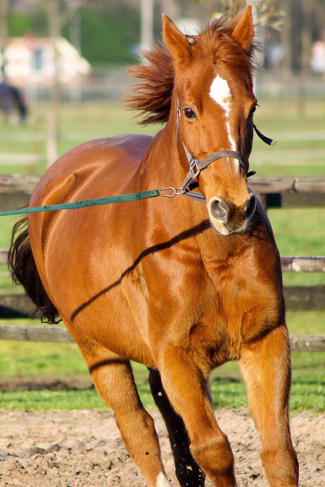 paard manege gerner