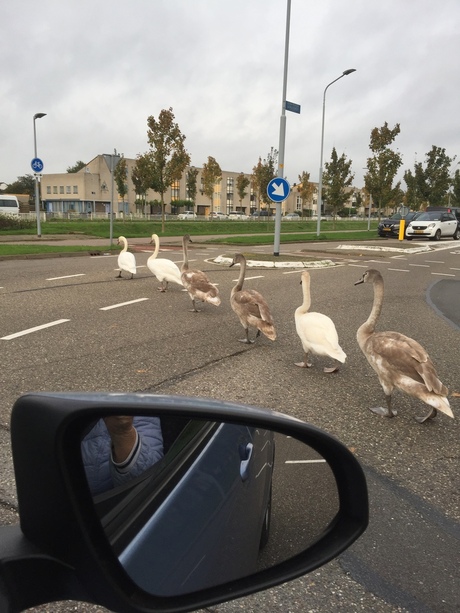 Fam Zwaan heeft maling aan verkeersregels