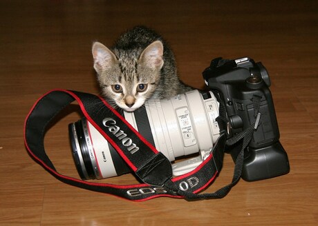 camera cat