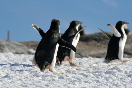 Vechtende Pinguins