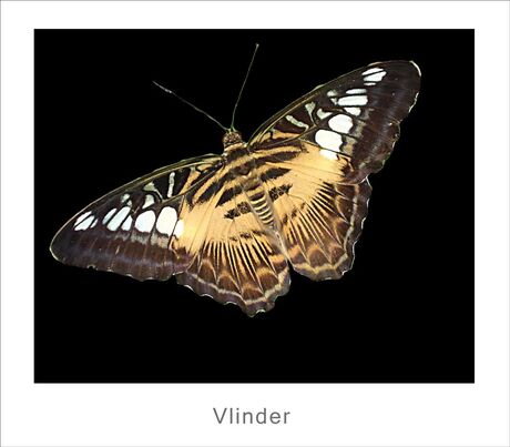 vlinder