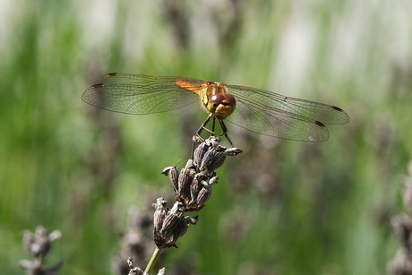 heidelibel