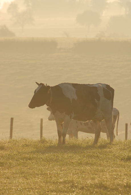 koe in de vroege morgen