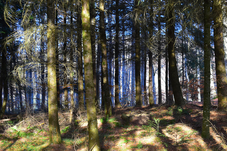 bomen in het blauw 1