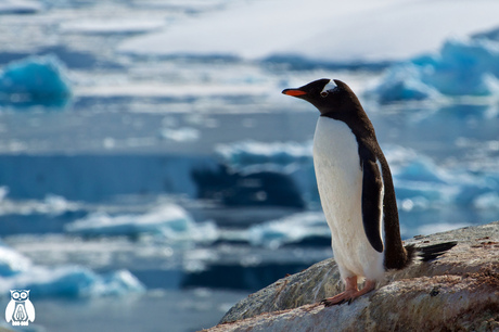 Antarctica - Gentoo pinguin on the rocks